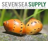 SevenSeaSupply 3 Live Tiger Nerite Fresh water aquarium snail by