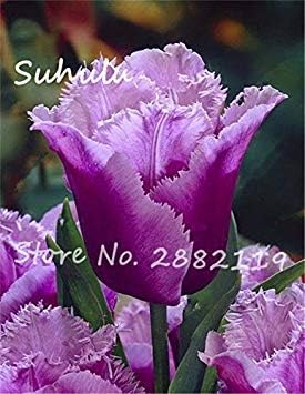 Vistaric Tulipano Raro Semi Di Fiori Belli 30 Semi Bag Semi Di Tulipano Non Bulbi Di Tulipano Fai Da Te Casa Giardino Piantare Fiori Simboleggia Amore 16 Amazon It Giardino E Giardinaggio