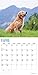Golden Retriever 2018 16 Month Wall Calendar 12 x 12 inches