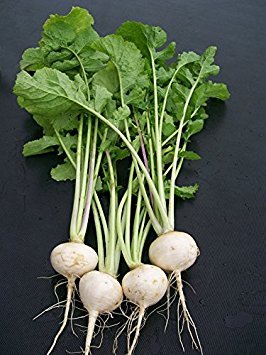 100+ White egg turnip Seeds Packed for 2015