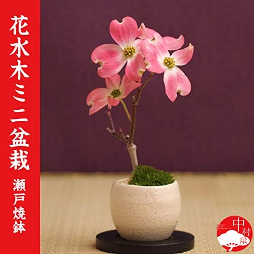 Amazon Co Jp 19春開花 ハナミズキミニミニ盆栽 瀬戸焼鉢 花水木 アメリカハナミズキ レッドビューティーギフトプレゼントに 花水木 モダン盆栽 盆栽 桜 盆栽 和モダン インテリア盆栽 桜 盆栽ギフト 花水木盆栽 白花 ベージュ鉢 ホーム キッチン