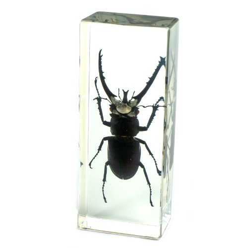 Stag Beetle Paperweight (4.4x1.6x1.1")