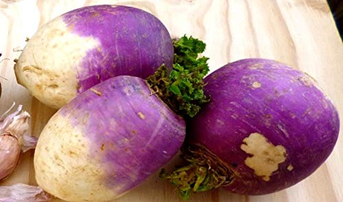 Turnip Purple Top White Globe up to 20 Seeds