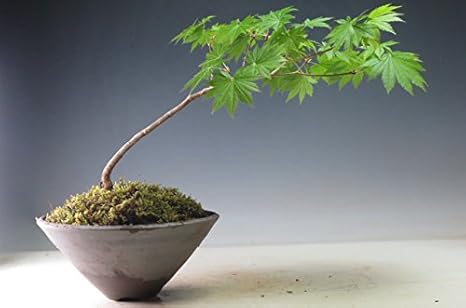 Amazon 盆栽 もみじ 十二単 の鉢植え盆栽 現品 観葉植物 オンライン通販