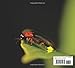 Shell, Beak, Tusk: Shared Traits and the Wonders of Adaptation