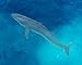 Safari Ltd. Sei Whale Figurine - Realistic 7.75