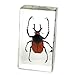 REALBUG Antler Horned Beetle Paperweight (2.9x1.6x1)