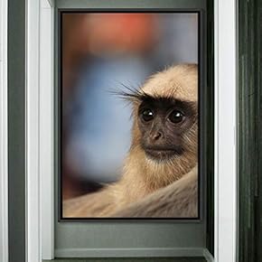 signwin Framed Canvas Wall Art Monkey Animals Expressive...