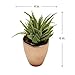 Small Faux Aloe Succulent in Rose Gold Ceramic Planter - 4 x 6 Inches - Marmeda Decor Potted Artificial Plant in Shiny Copper Glazed Pot - Global Modern Metallic Decor for Home or Office