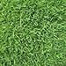 The Dirty Gardener Zenith Zoysia Grass Seed - 1 Pound