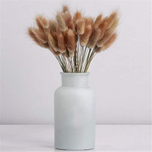 YDZY Art 50 pcs Natural dried flowers setaria viridis decorative foxtail grass bouquet dry dog tail grass bunch (Color : 50pcs Primary color)