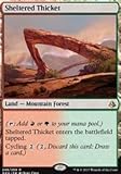 Sheltered Thicket - Amonkhet