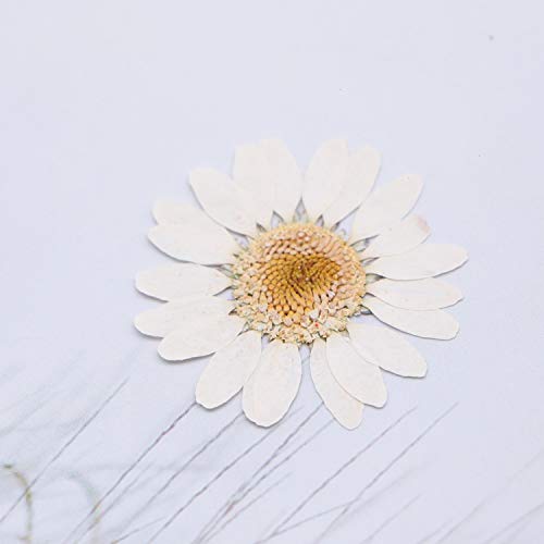 Pomeat 24pcs Daisy Pressed Flower