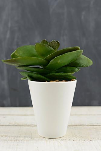 3 Pieces of Kalanchoe Succulent Pick 7 inches