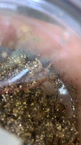 Torimate トーリーメイト キングバブーン 1匹 Clemenceinvestments Com