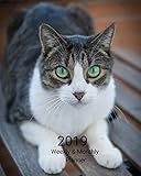 2019 Weekly and Monthly Planner: Green Eye Cat Daily Organizer -To Do -Calendar in Review/Monthly Calendar with U.S. Holidays-Notes Volume 36 by All In A Day