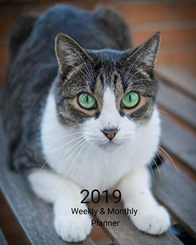 2019 Weekly and Monthly Planner: Green Eye Cat Daily Organizer -To Do -Calendar in Review/Monthly Calendar with U.S. Holidays-Notes Volume 36 by All In A Day