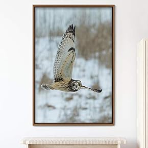 signwin Framed Canvas Wall Art Owl Birds Dramatic...