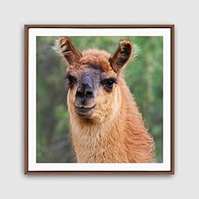 Framed Alpaca Home Artwork for Living Room Bedroom