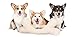 PetSafe Sheepskin Bone, Monster