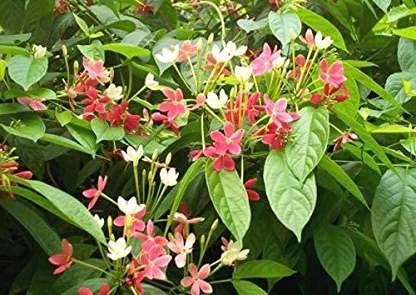 Live Madhumalti / Rangoon Creeper Beautiful & Charming Flower Plant - Healthy Live 1 Plant