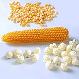 David's Garden Seeds Popcorn Mushroom 8577