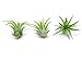 Miniature Fairy Garden Plants - Live Tillandsia Air Plants for Enchanted Gardens - Terrarium House Plant Accessories and Gardening Starter Kit Supplies primary