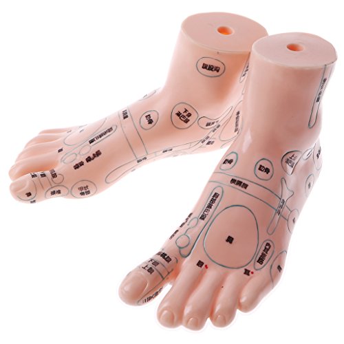 image for Fityle Pair of Human Feet Acupoint Model for Reflexology & Acupuncture