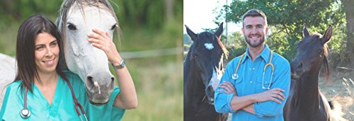 6 Horse+Cookie+Treat+Excellent+Conditions