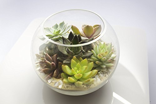 Fat Plants San Diego Miniature Living Succulent Plants in Plastic Planter Pots with Soil - Thumbnail 4