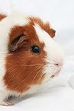 Guinea Pig Notebook by Wild Pages Press