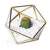 MOCTUS Glass Geometric Terrarium - Succulent