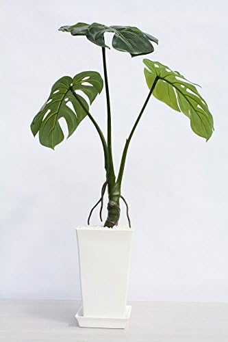 Amazon インテリアグリーン人工観葉植物 モンステラスピィリトヒイロ 光触媒製品 観葉植物 オンライン通販
