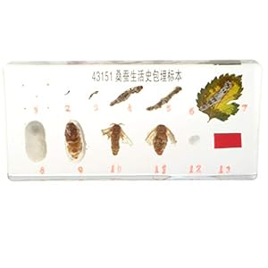 Homyl Esemplare di Animali Realistici Fermacarte di Giocattoli per La Crescita delle Piante per L'insegnamento della…