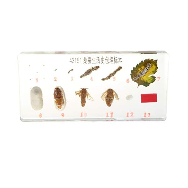 Homyl Esemplare di Animali Realistici Fermacarte di Giocattoli per La Crescita delle Piante per L'insegnamento della…