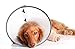 DOGSWELL Remedy + Recovery E-Collar, Medium, Clear (Packaging May Vary)