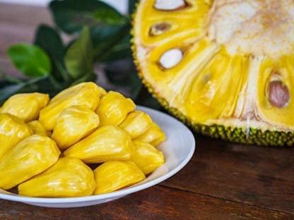 Live Jack Fruit(All Season) Jackfruit Plant Exotic Plants Garden Plant - Healthy Live 1 Fruit Plant