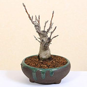 Amazon Co Jp 小品盆栽 姫りんご 太 Diy 工具 ガーデン
