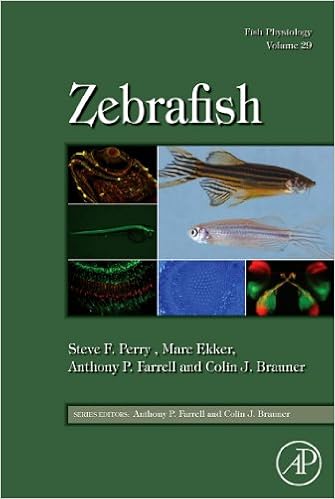 Fish Physiology Zebrafish Issn Book 29 1 Perry Steve F Ekker Marc Farrell Anthony P Brauner Colin J Amazon Com