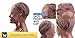 Bella Hair Upgraded Breathable Lace Front Wig Cap for DIY Making Wigs with Adjustable Straps and Combs, Light Brown Medium Size
