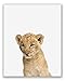 Baby Safari Animals Poster Prints - Set of 6 (8x10) Adorable Furry African Portraits Wall Art Nursery Decor - Gorilla - Elephant - Zebra - Giraffe - Leopard - Lion