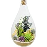Bliss Gardens Teardrop Air Plant Terrarium with Purple Amethyst, Juniper, Moss, Extra Large 13