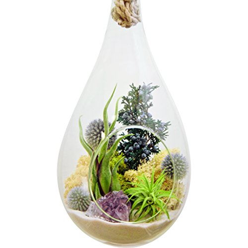 Bliss Gardens Teardrop Air Plant Terrarium with Purple Amethyst, Juniper, Moss, Extra Large 13