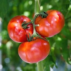 Eden Brothers Tomato Seeds - Stupice Non-GMO Seeds