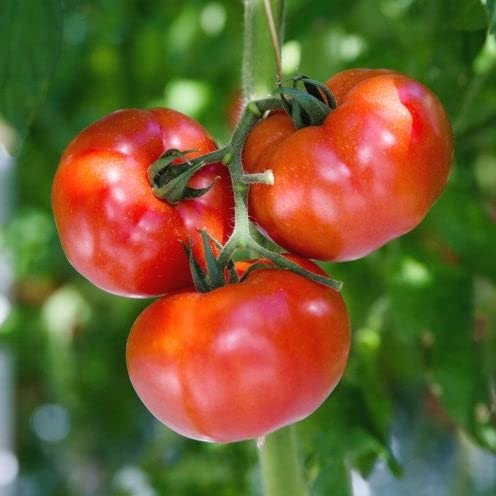 Eden Brothers Tomato Seeds - Stupice Non-GMO Seeds