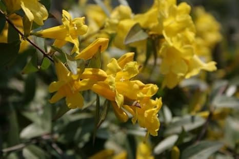 Amazon Co Jp カロライナジャスミン 鮮やかな黄色花が咲くつる性植物 ホーム キッチン