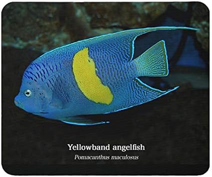 Amazon Co Jp イエローバンド エンゼルフィッシュのマウスパッド 生体ではありません フォトパッド 世界の海水魚シリーズ 家電 カメラ