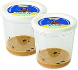 Insect Lore Giant Butterfly Garden with Caterpillars & Lifecycle Stages view 3