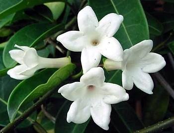 Madagascar Jasmine Plant - Stephanotis/Bridal Wreath - 4" pot unique from Jmbamboo - Thumbnail 3