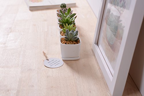 Sea star 6 set 2 inch square Modern Minimalist White Ceramic Succulent mini Planter Pot/Window Box with Saucer (Square, 2inch)